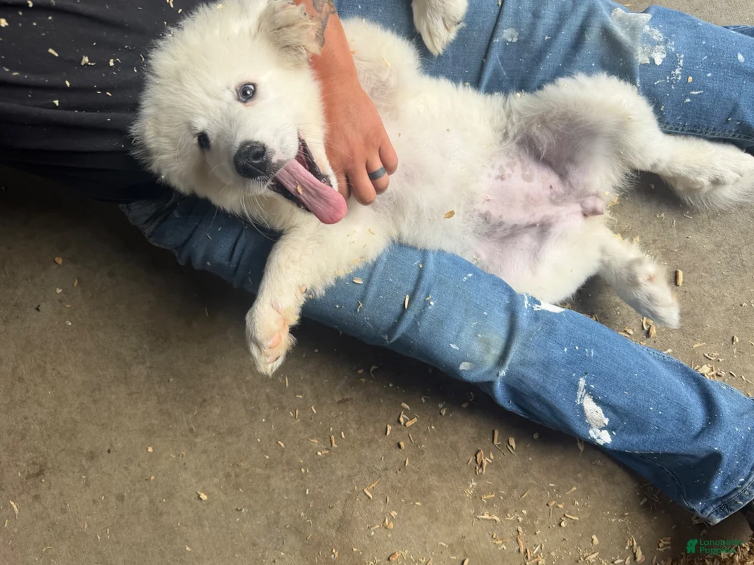 Great Pyrenees dogs for sale: Ms purple  - Ad 2