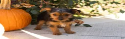 Yorkshire Terrier dogs for sale: Jonni - Ad 3