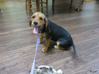 Beaglier dogs Velda - Ad 17