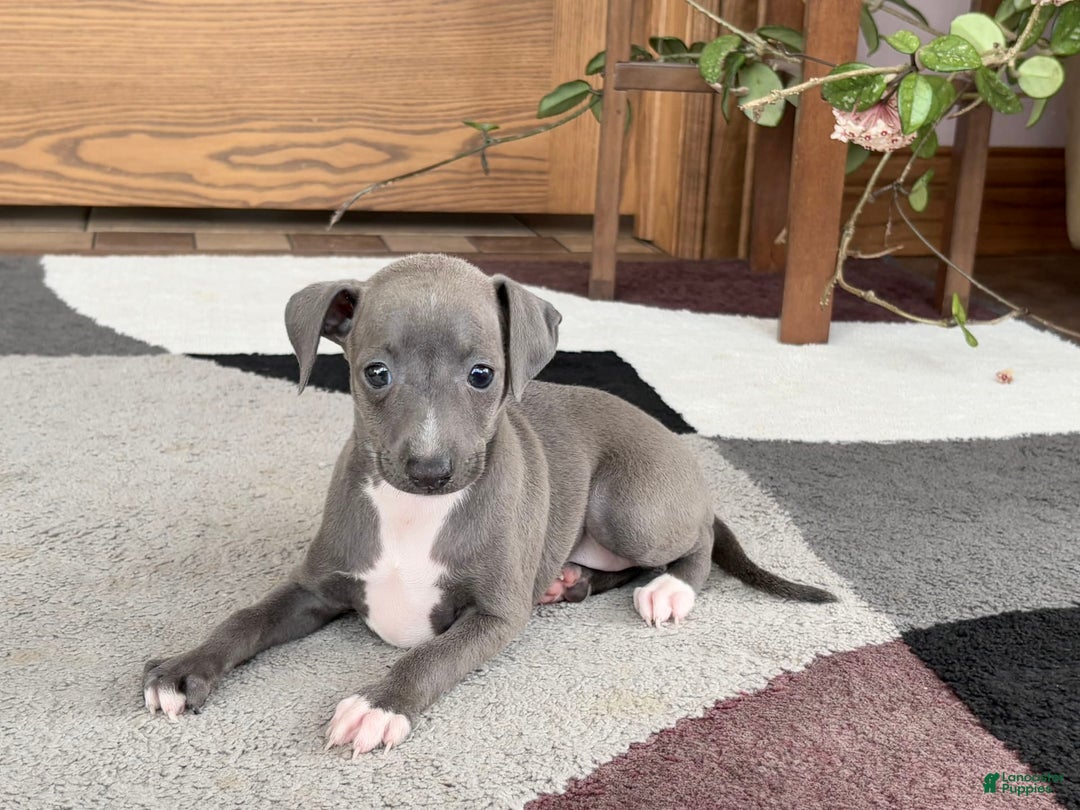 Italian Greyhound dogs for sale: Kk - Ad 5