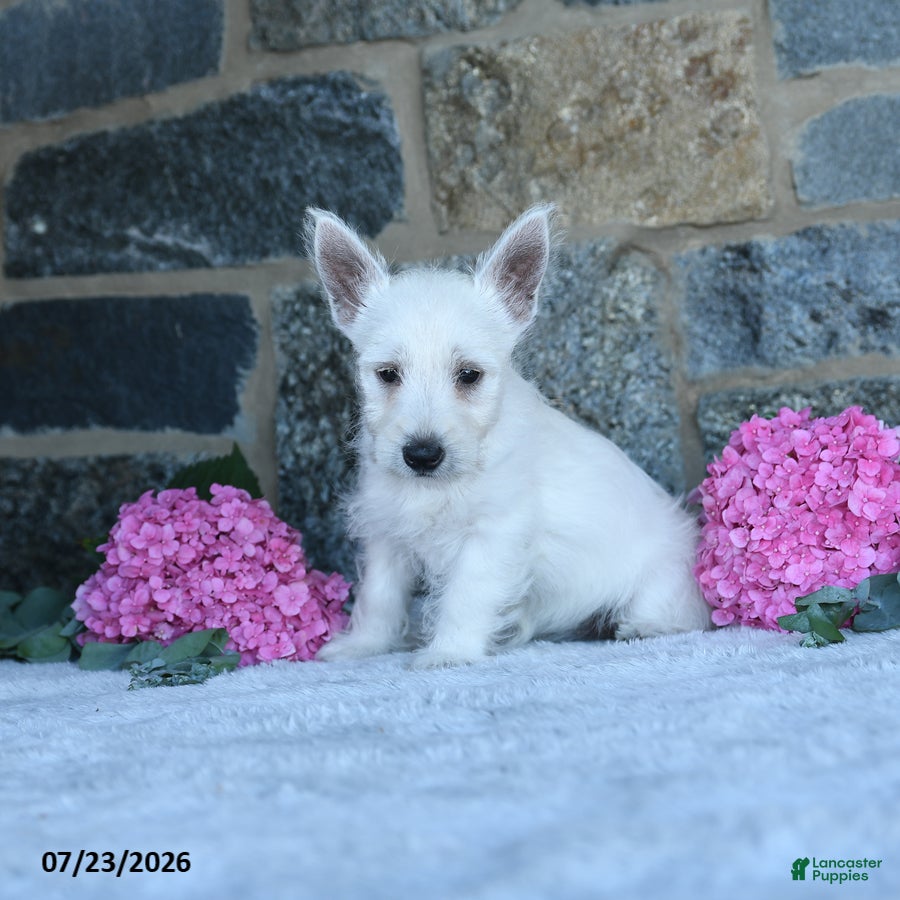 West Highland Terrier dogs Alayna - Ad 2