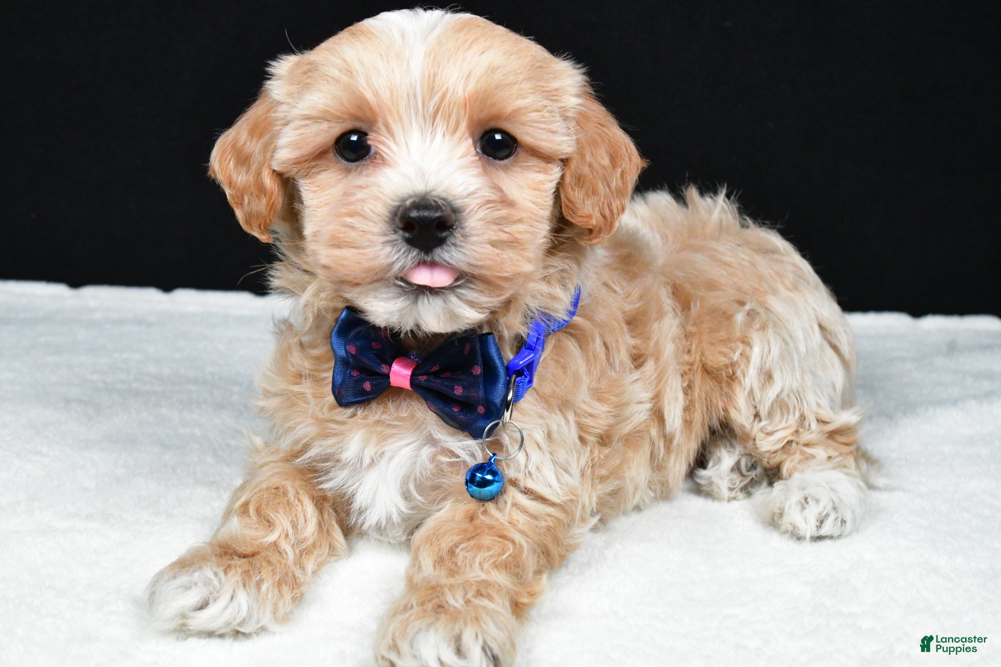 Maltipoo dogs Ace - Ad 2