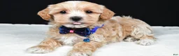 Maltipoo dogs for sale: Ace - Ad 2