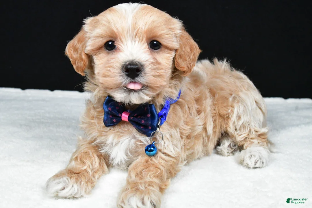Maltipoo dogs for sale: Ace - Ad 2