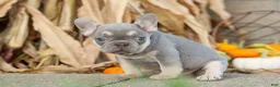 French Bulldog dogs for sale: Roxie🌸 - Ad 10