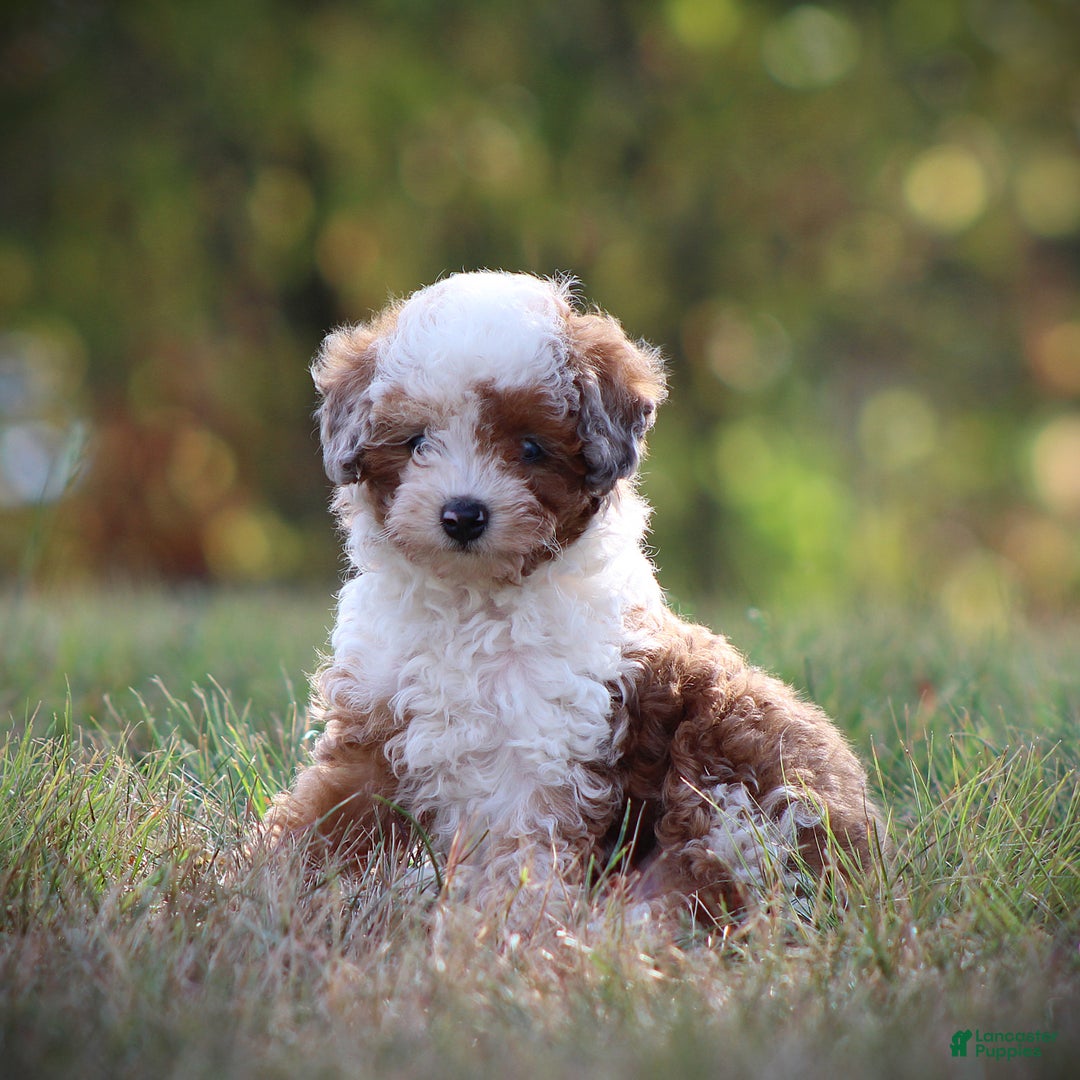 Gallery Image {{count}}