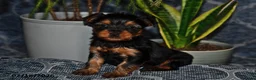 Yorkshire Terrier dogs for sale: Georgia - Ad 5