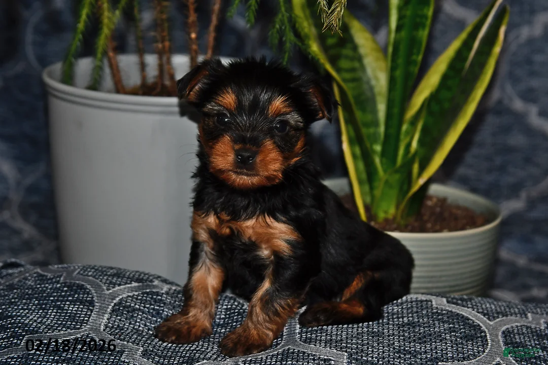 Yorkshire Terrier dogs for sale: Georgia - Ad 5