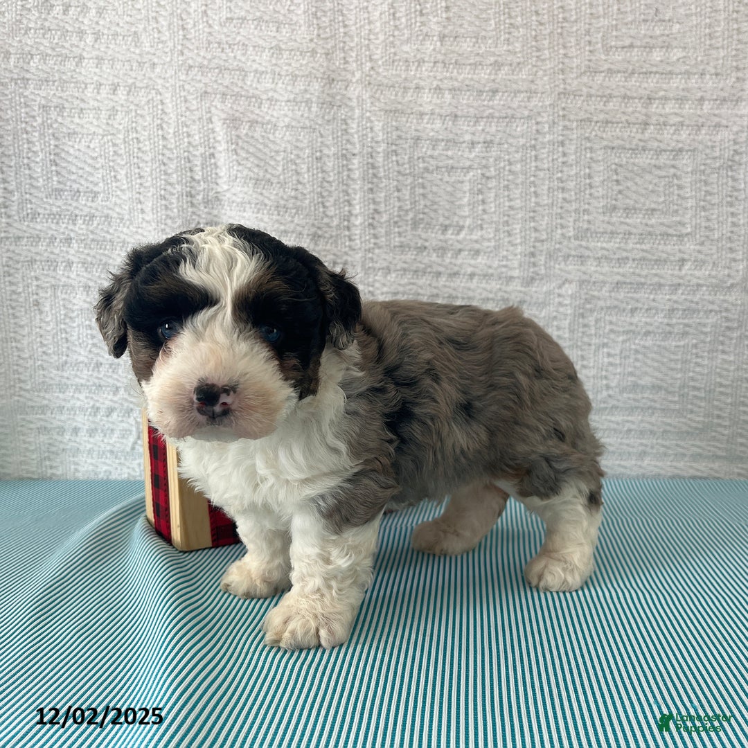 Mini Aussiedoodle dogs for sale: Marshall - Ad 3