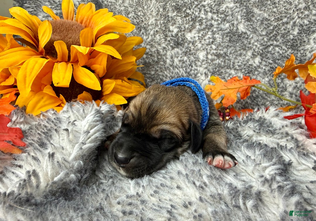 Great Dane dogs for sale: Ron Weasley - Ad 7