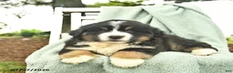 Mixed Breed dogs for sale: Ruby  - Ad 5