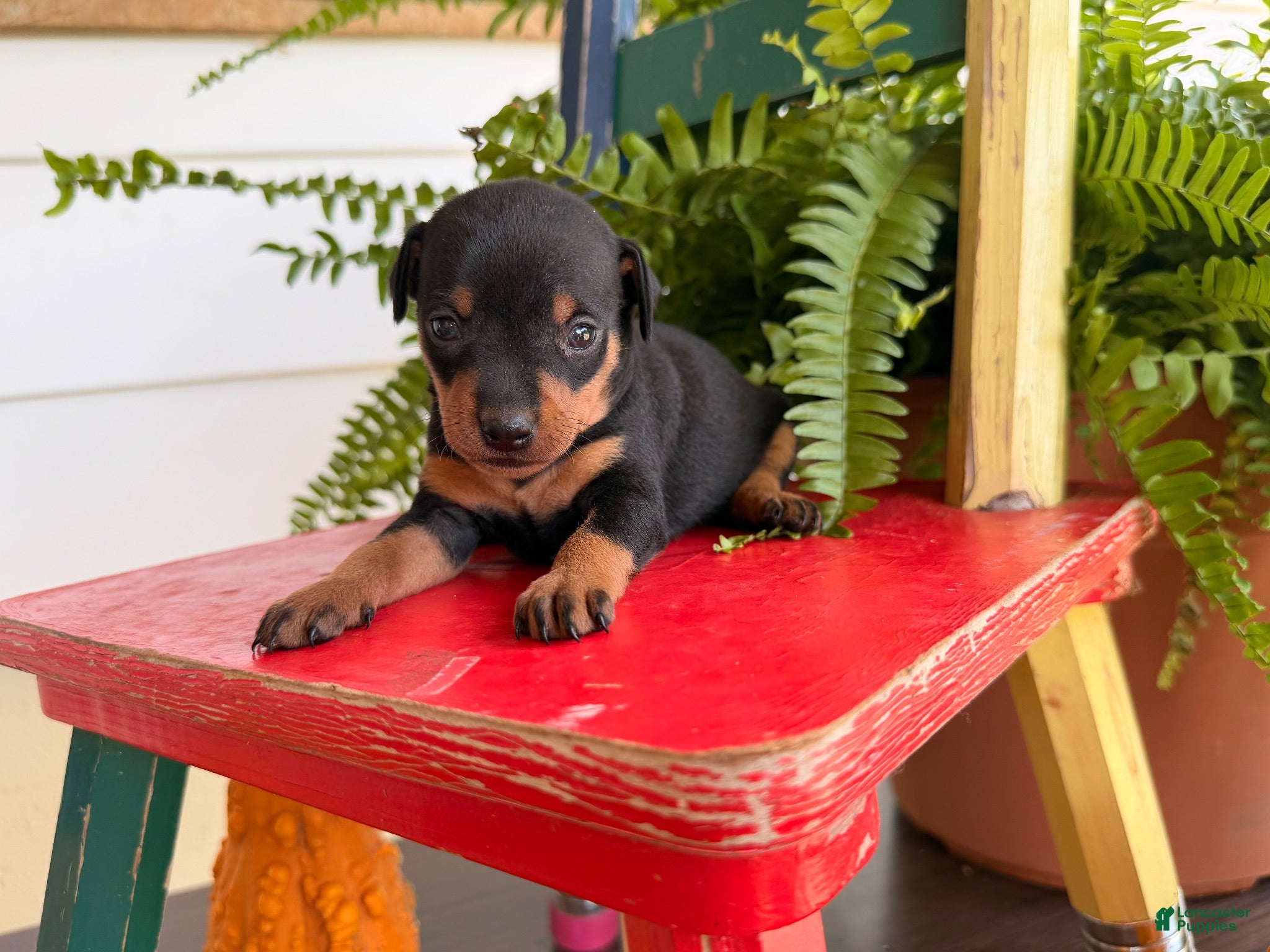 Miniature Pinscher dogs Mocha  - Ad 2