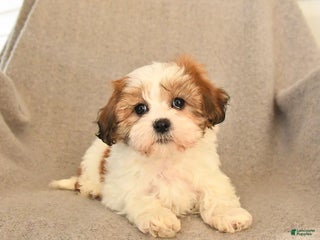 Teddy Bear dogs - Ad 13