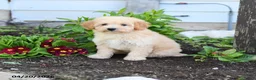 Miniature Labradoodle dogs for sale: Janice - Ad 1