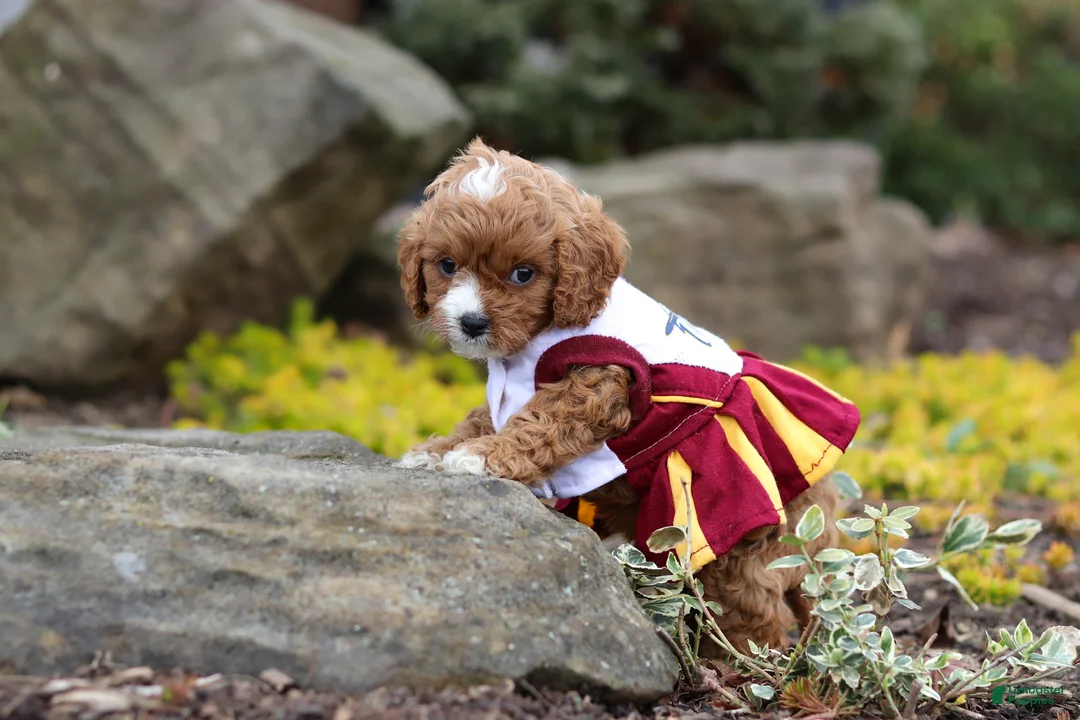 Cavapoo dogs for sale: Taylor - Ad 2