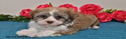 Havanese dogs for sale: Cash - Ad 5
