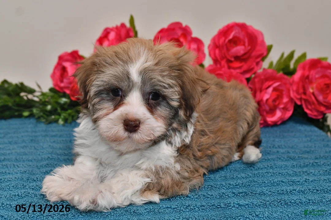 Havanese dogs for sale: Cash - Ad 5