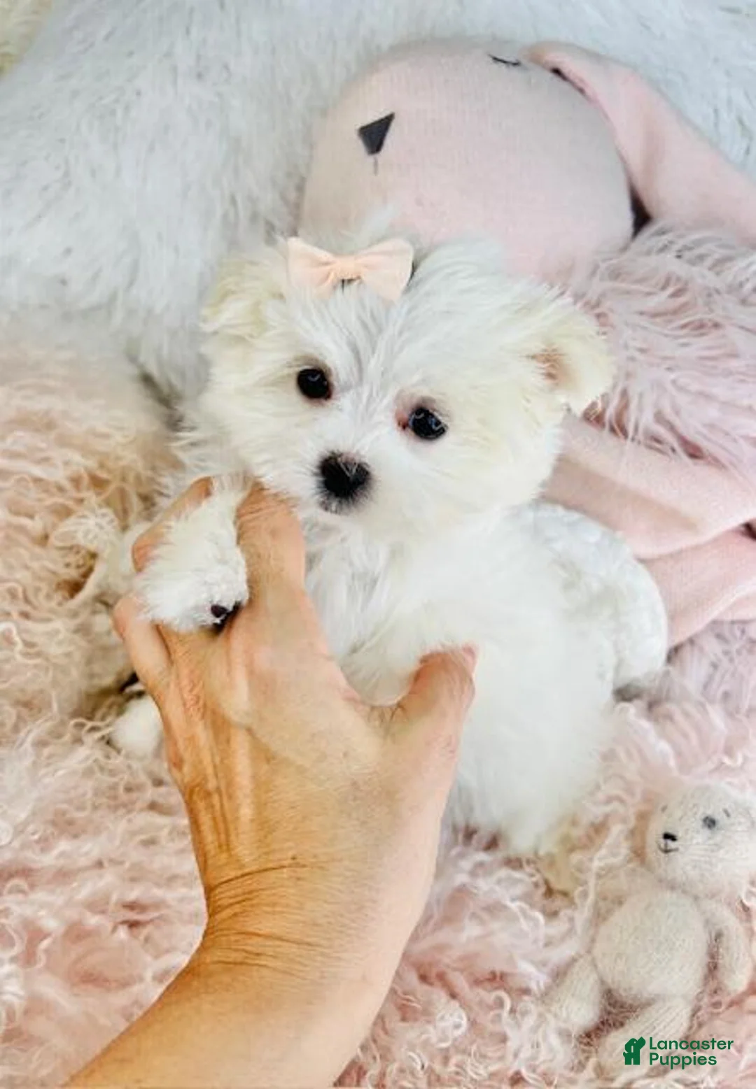 Maltese dogs for sale: Teacup Maltese Puppy 1 - Ad 4