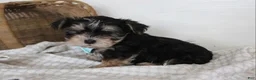 Morkie dogs for sale: Milo - Ad 4