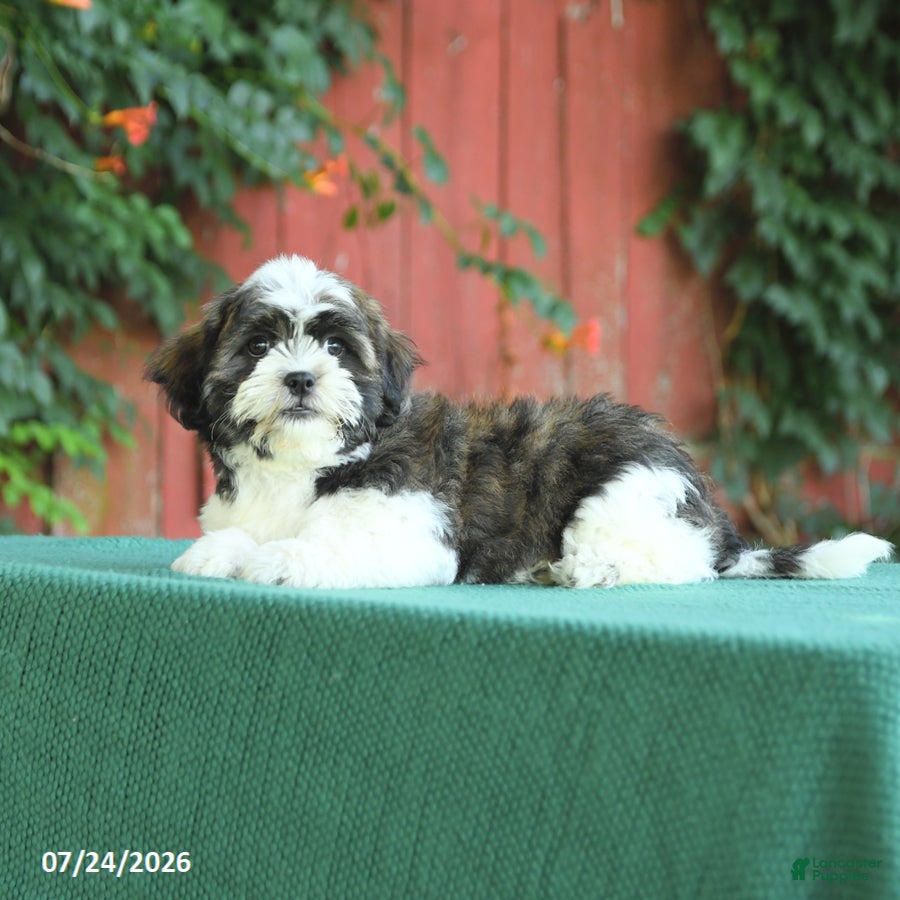 Malshi dogs Sweetie - Ad 2