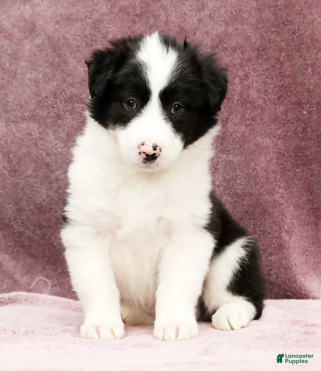 Border Collie dogs for sale: Duke - Ad 2