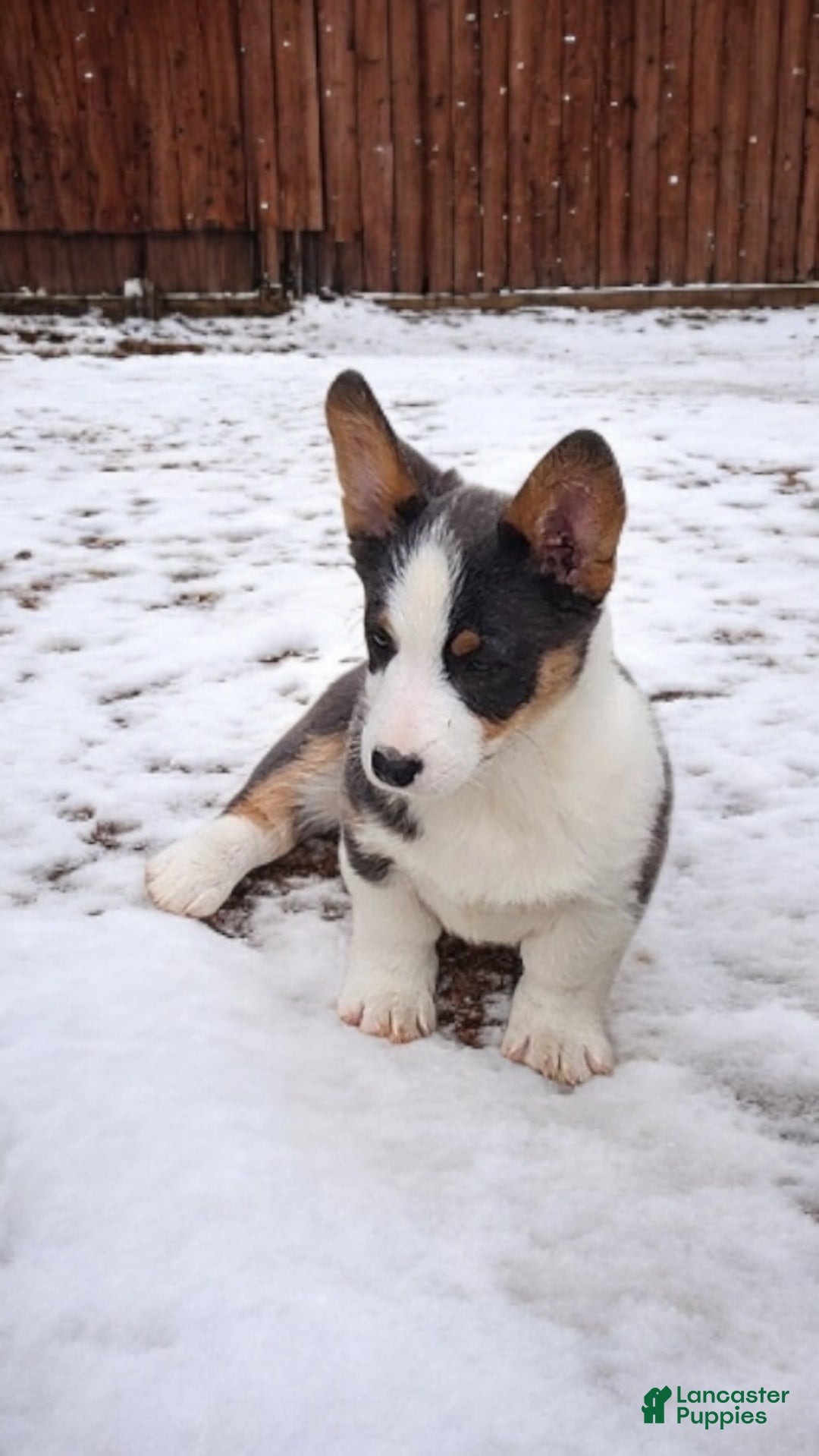 Welsh Corgi Pembroke dogs for sale: Arnie Bluie - Ad 6