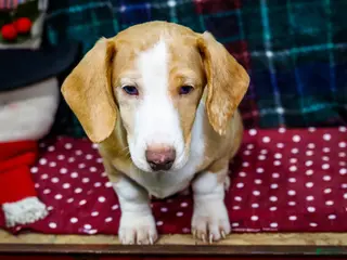 Miniature Dachshund dogs Sailor - Ad 19