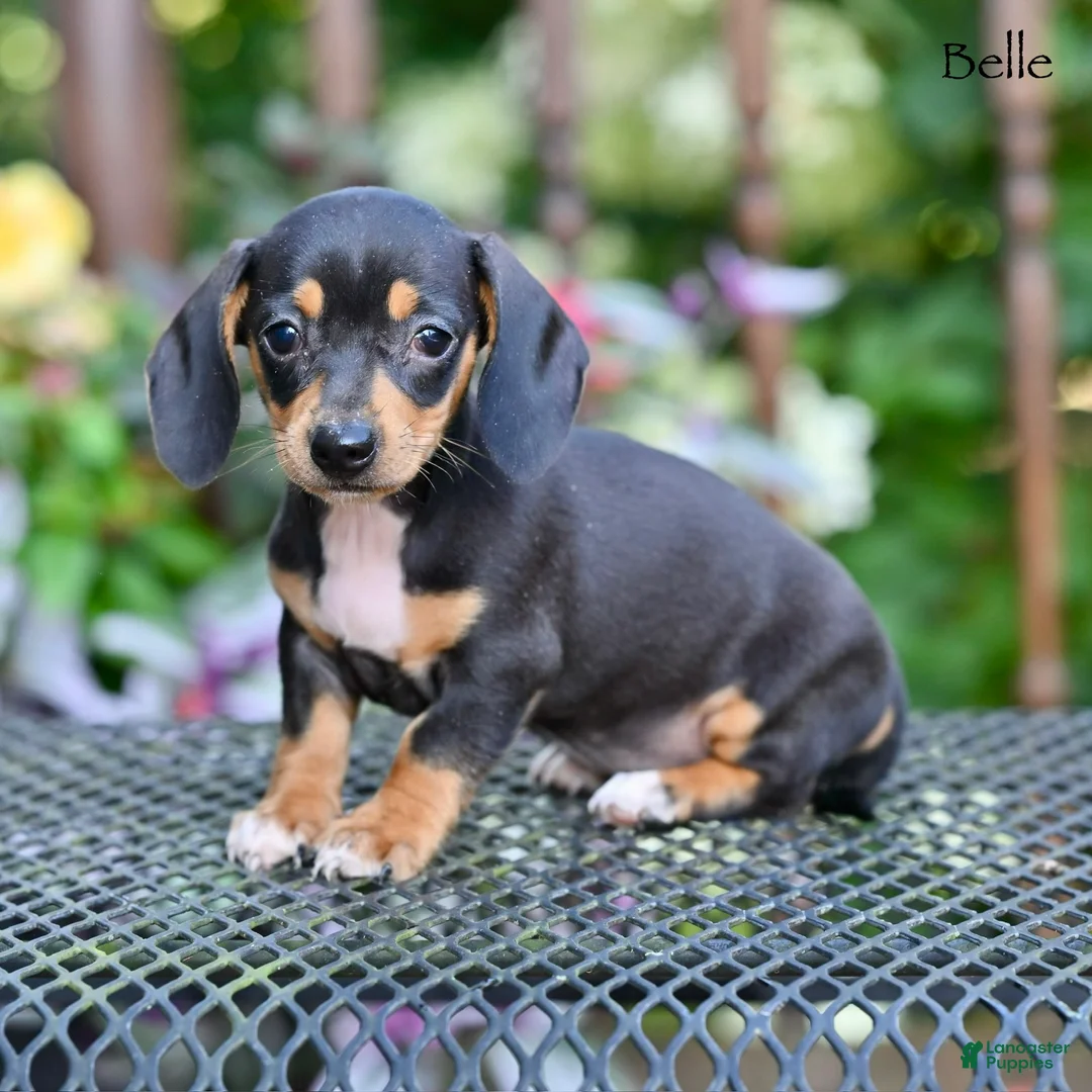 Miniature Dachshund dogs for sale: Belle - Ad 1