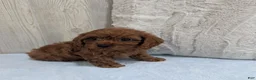 Cavapoo dogs for sale: Aero - Ad 3