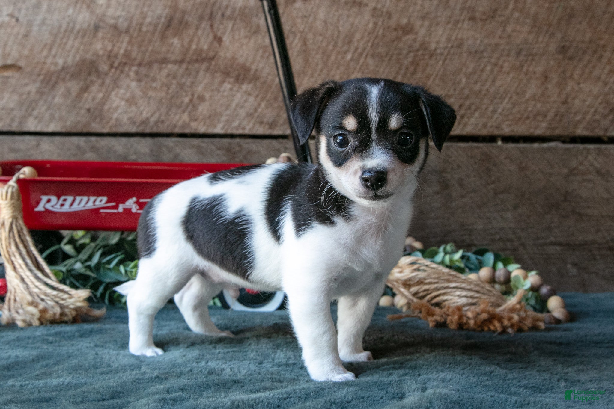 Chihuahua dogs Pablo - Ad 1