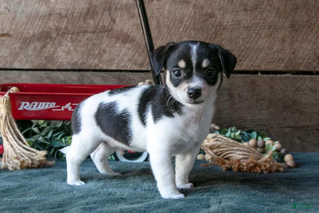 Chihuahua dogs for sale: Pablo - Ad 1