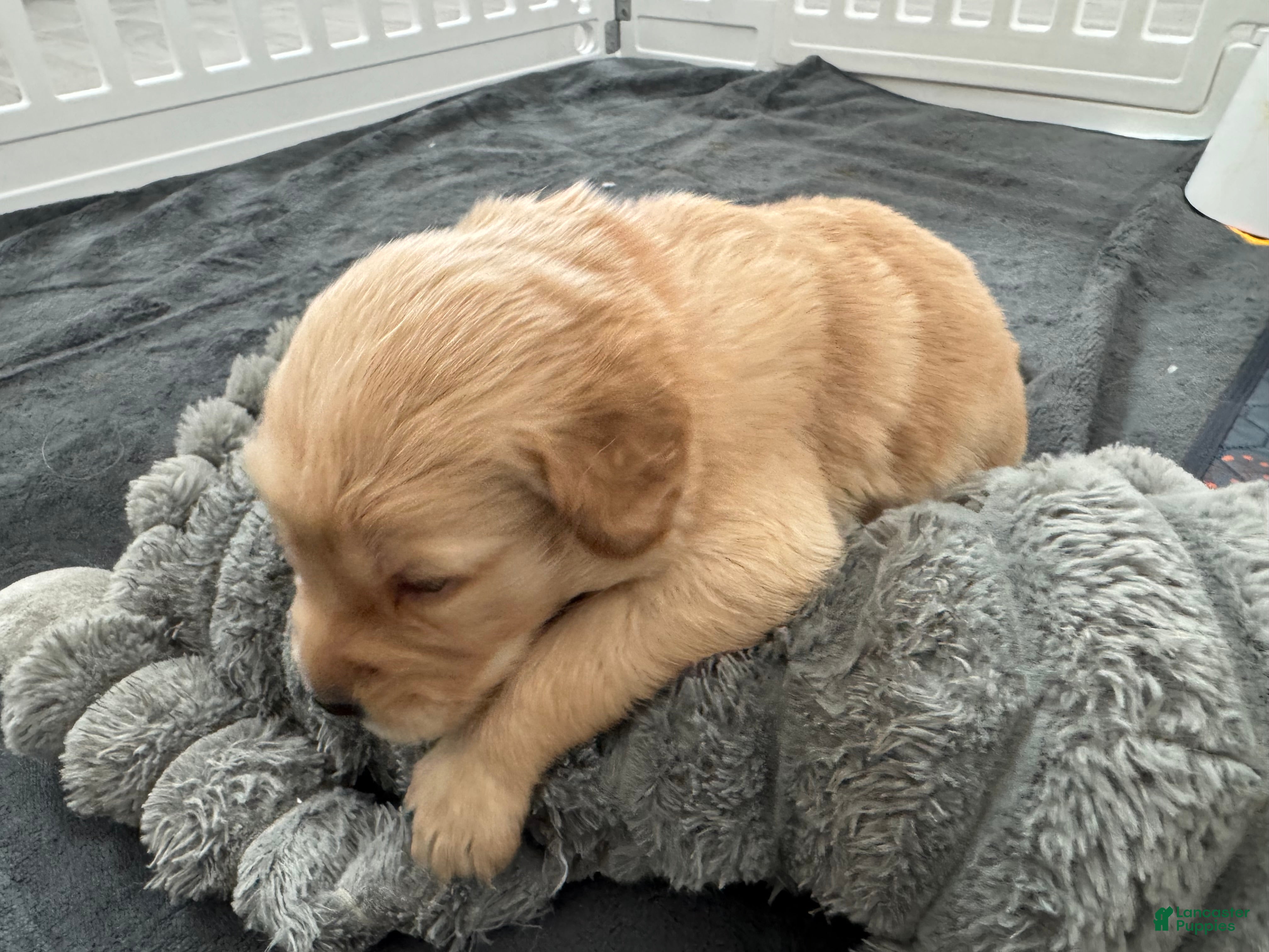 Golden Retriever dogs for sale: Casper - Ad 2