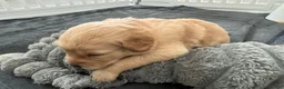 Golden Retriever dogs for sale: Casper - Ad 2
