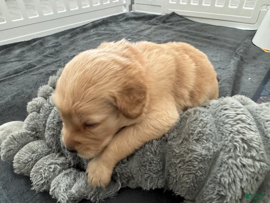 Golden Retriever dogs for sale: Casper - Ad 2