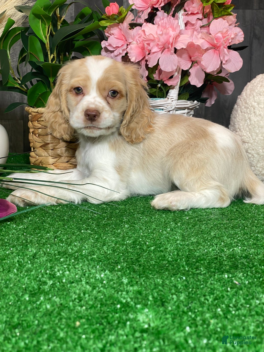 Cocker Spaniel dogs for sale: Tucker - Ad 1