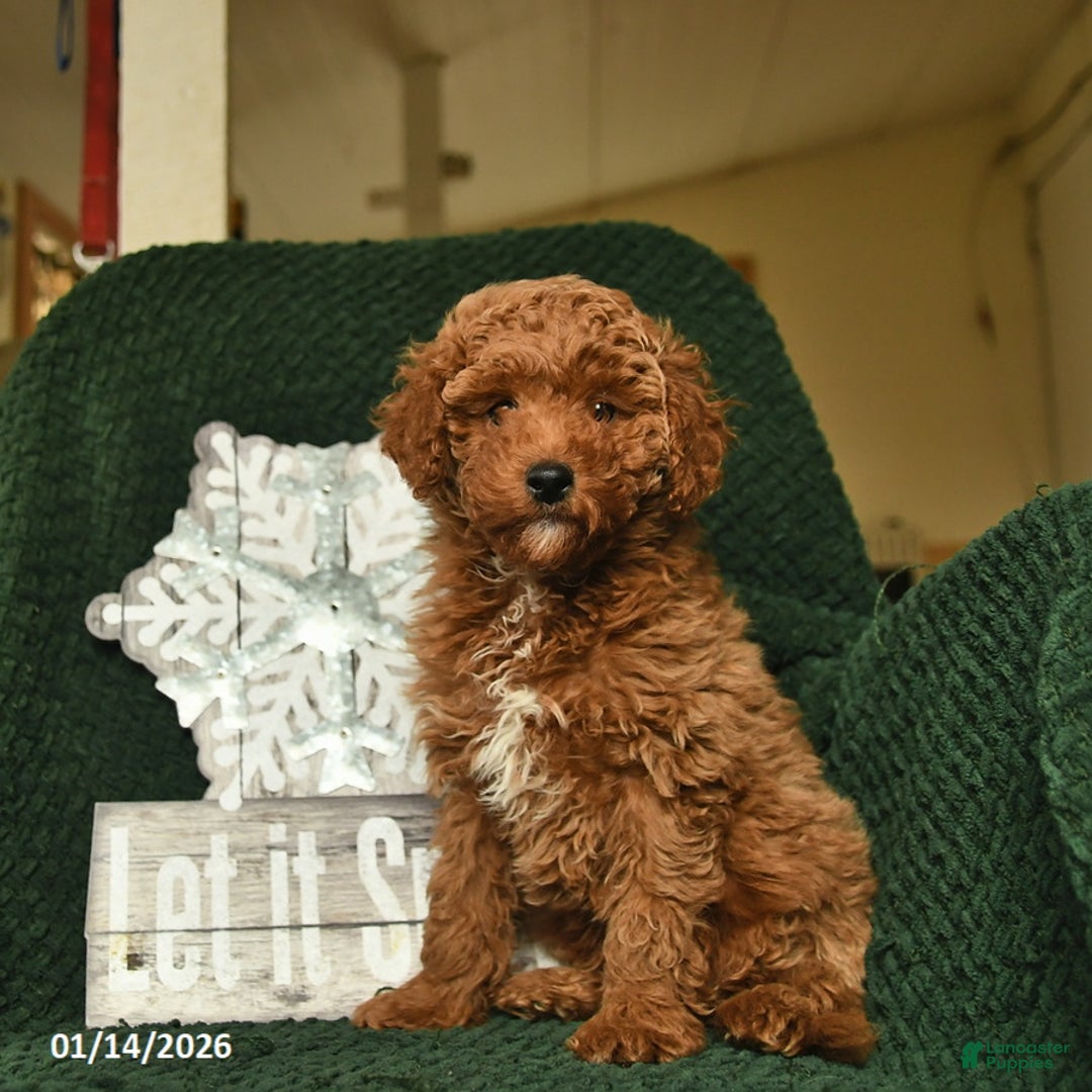 Miniature Poodle dogs for sale: Melvin  - Ad 1