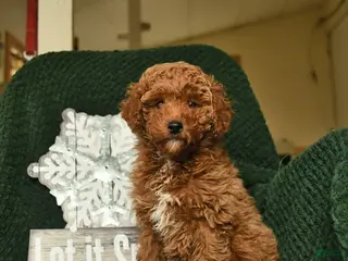 Miniature Poodle dogs Melvin - Ad 17