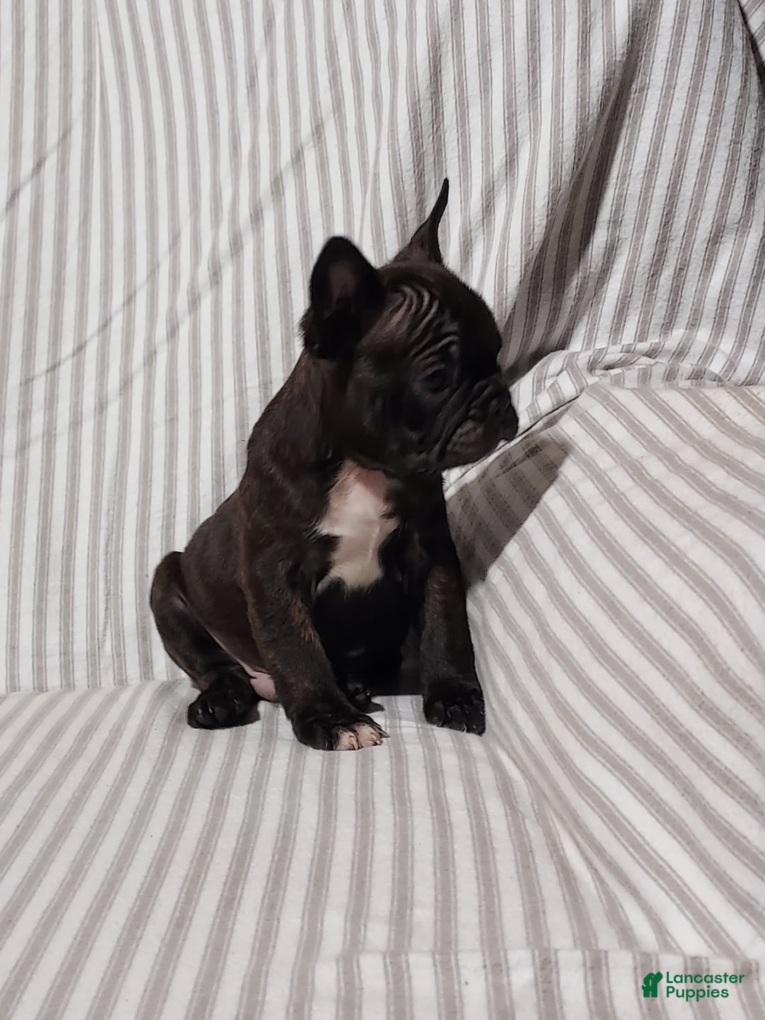 Frenchton dogs for sale: Blake - Ad 12