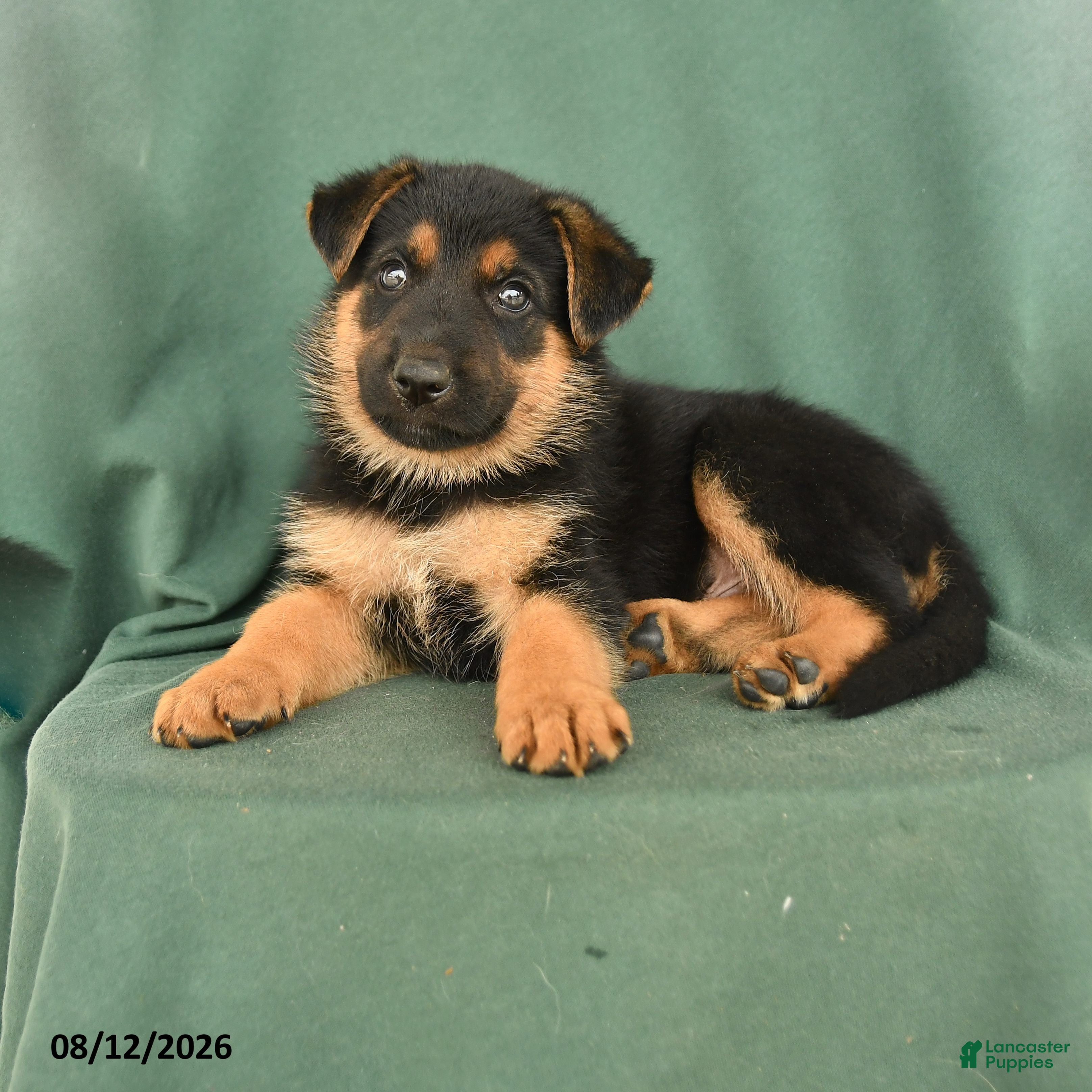 German Shepherd dogs Gus - Ad 1