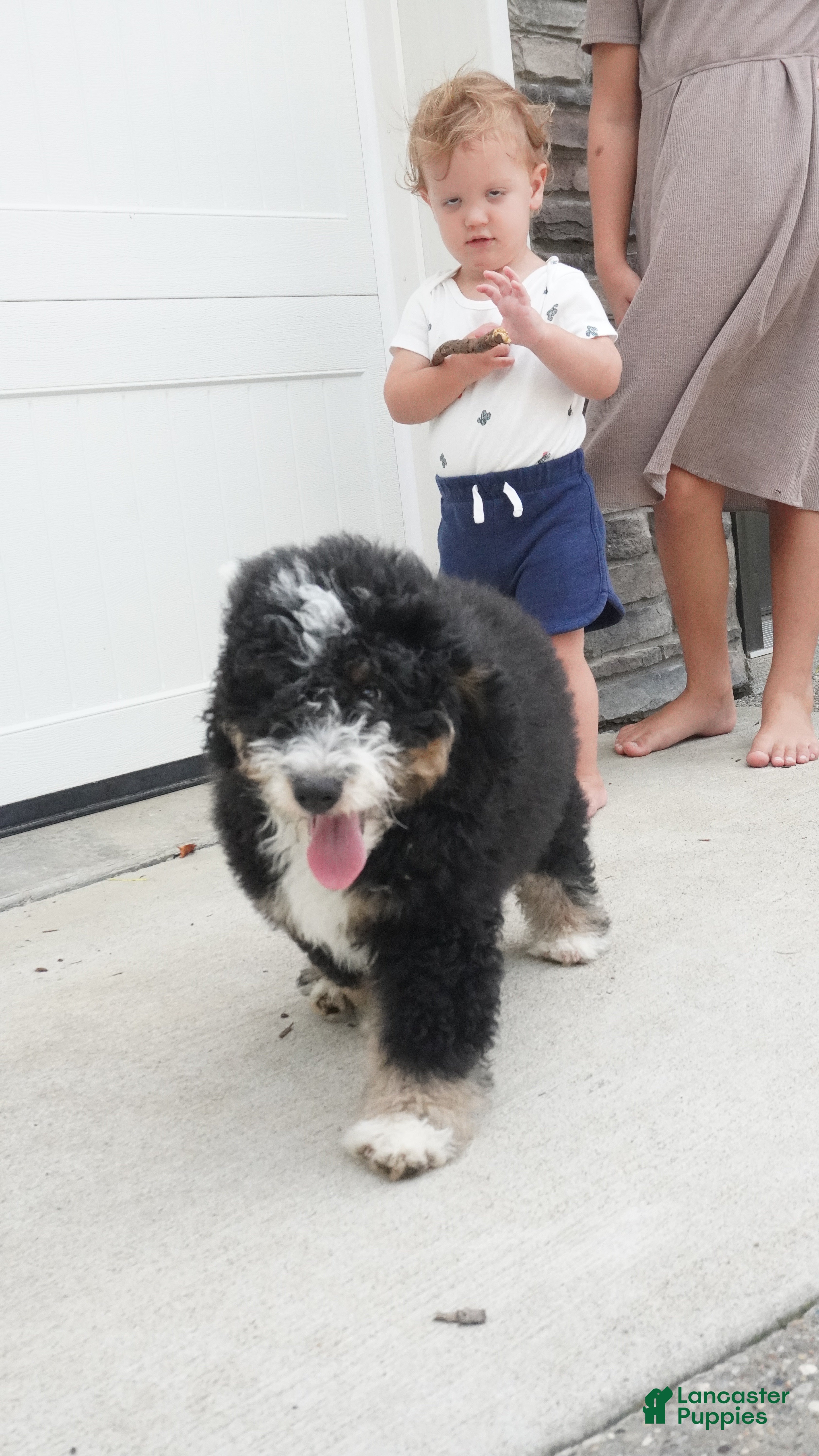 Mini Bernedoodle dogs BO - Ad 2