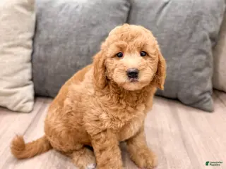 Mini Goldendoodle dogs for sale: Sadie - Ad 4