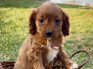 Cavapoo dogs Scooter - Ad 34