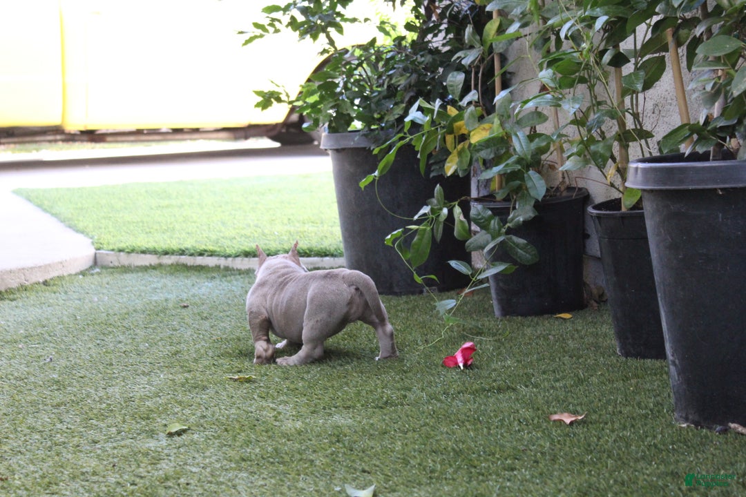 American Bully dogs for sale: Ivy American Bully  - Ad 2