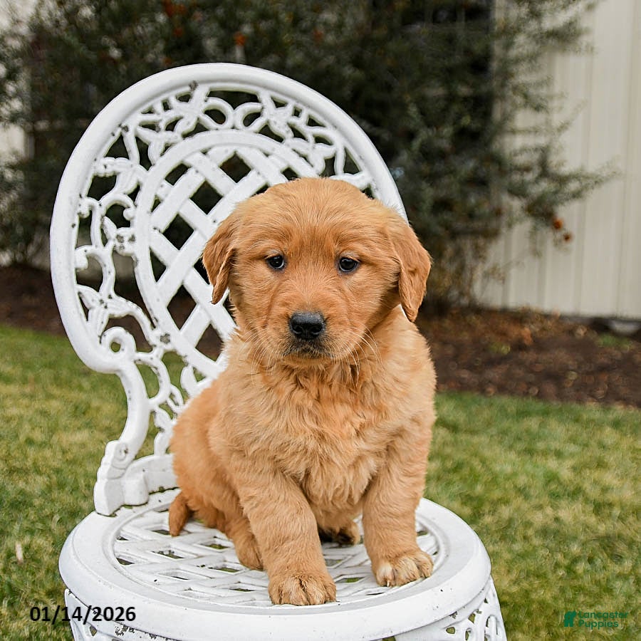 Golden Retriever dogs Peaches - Ad 11