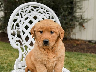 Golden Retriever dogs Peaches - Ad 11