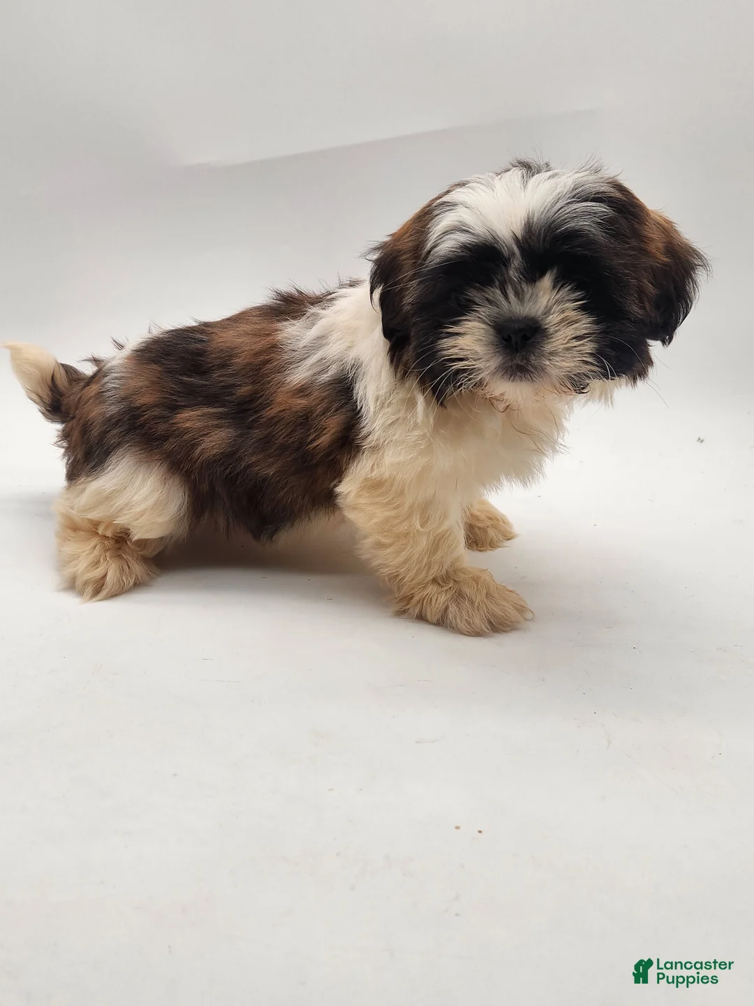 Shih Tzu dogs for sale: Shih Tzu Puppy 5 - Ad 5