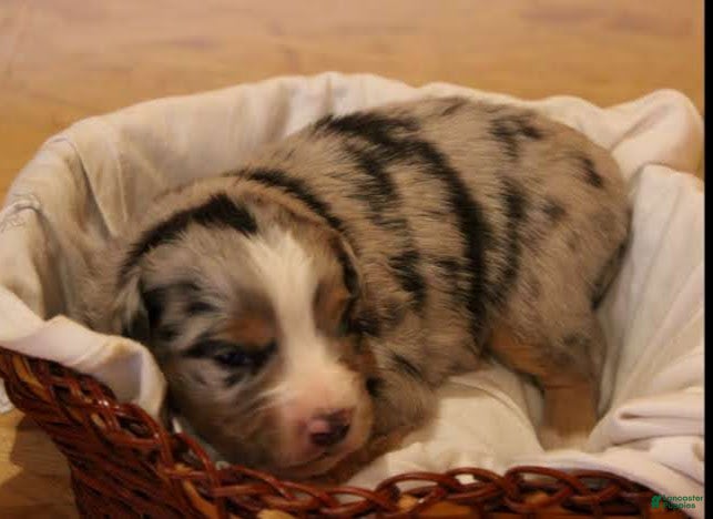 Miniature Australian Shepherd dogs Griffin - Ad 1
