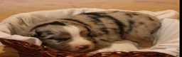 Miniature Australian Shepherd dogs for sale: Griffin - Ad 1