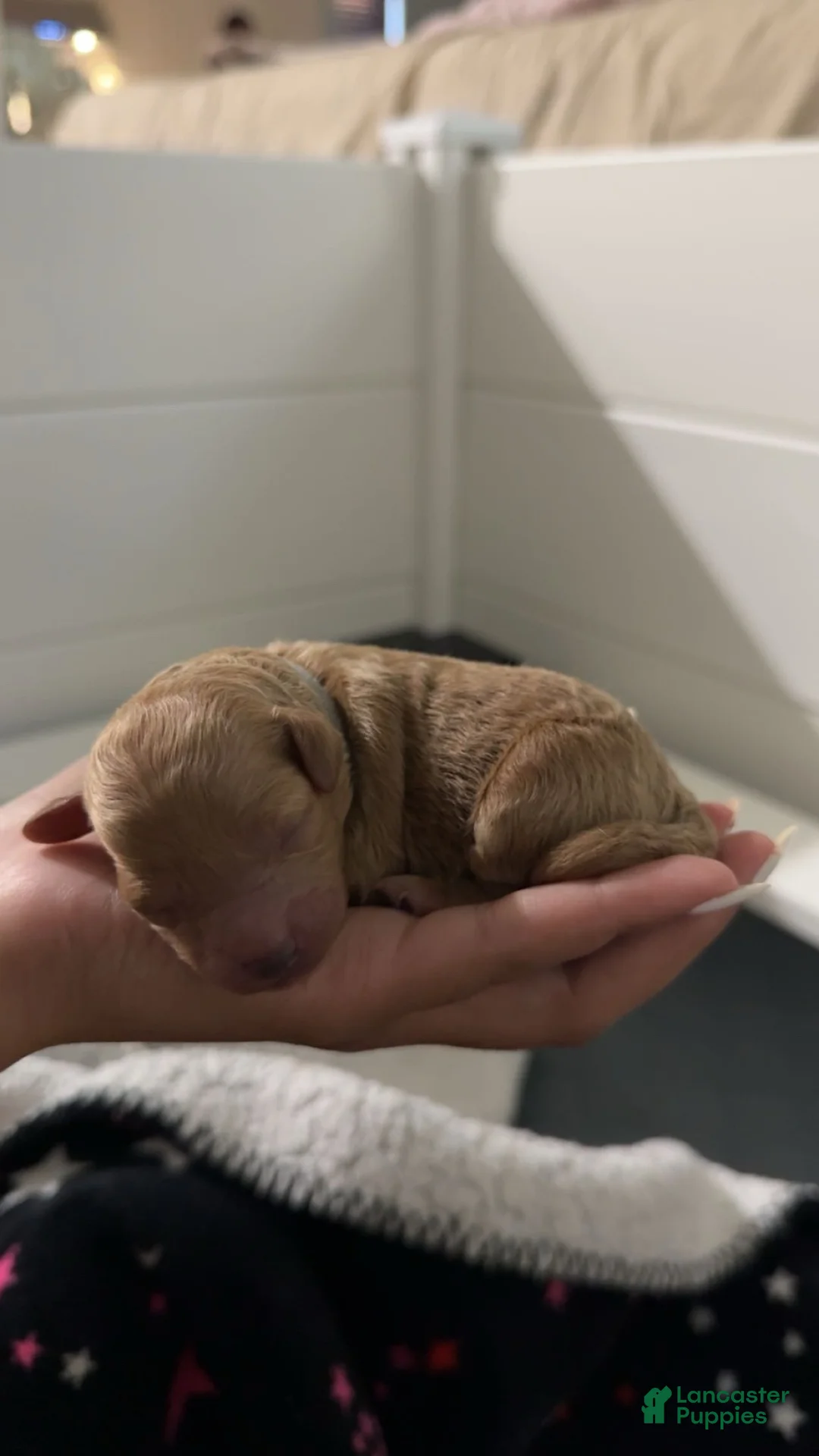 Mixed Breed dogs for sale: Grey collar poodle - Ad 2