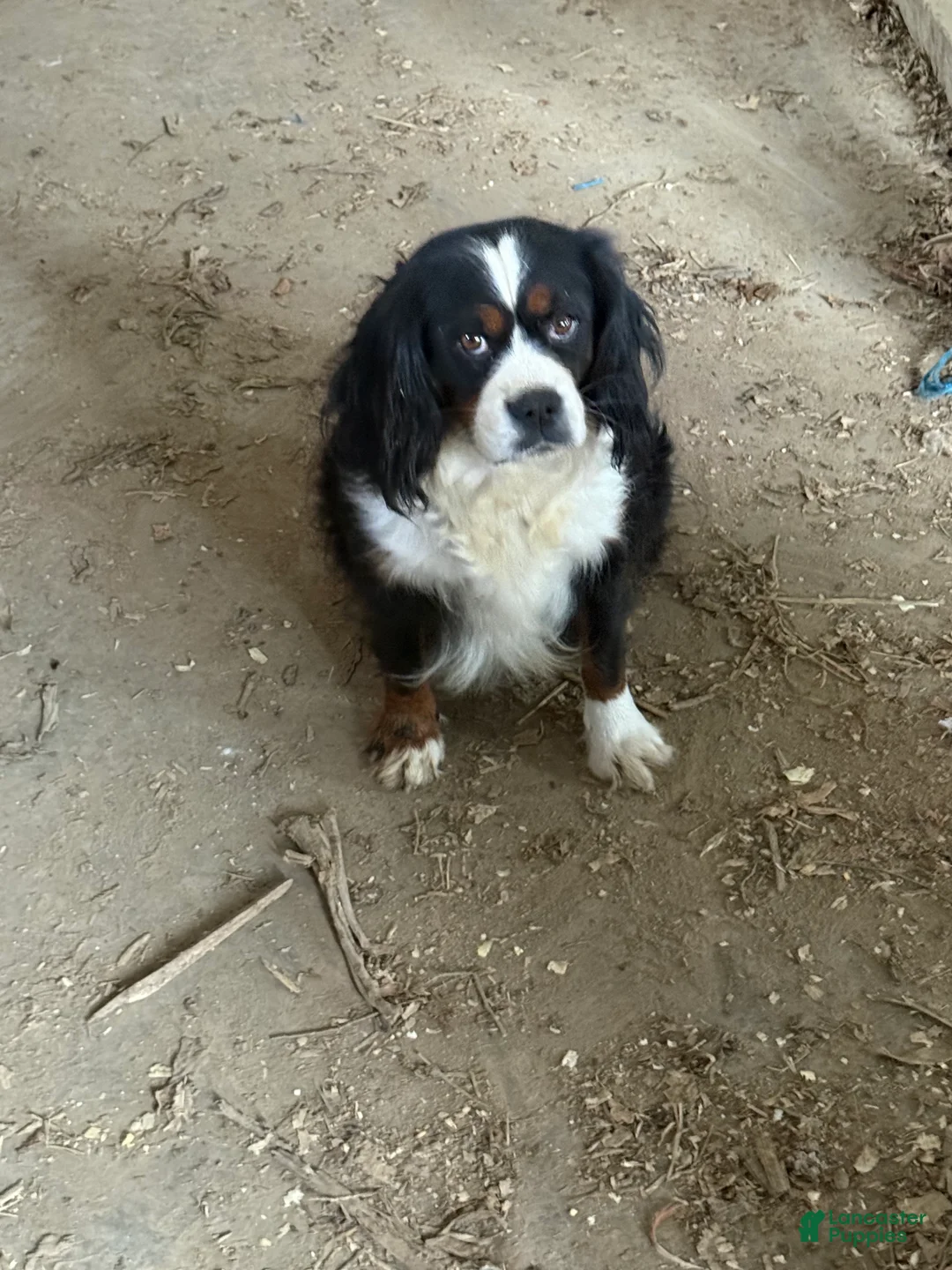 Cavapoo dogs for sale: Cavapoo Puppy 2 - Ad 2